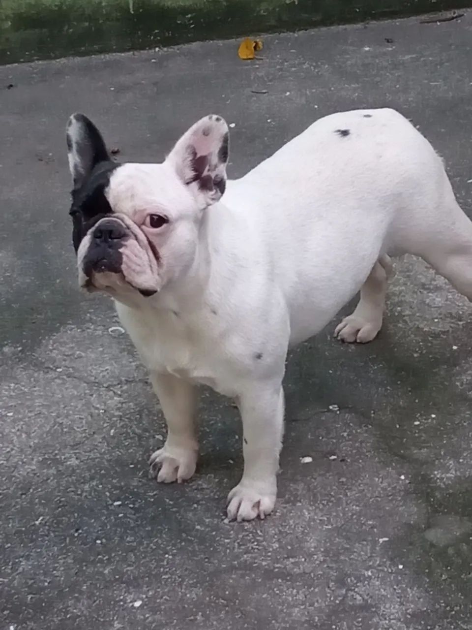 Bulldog francês - Foto 3