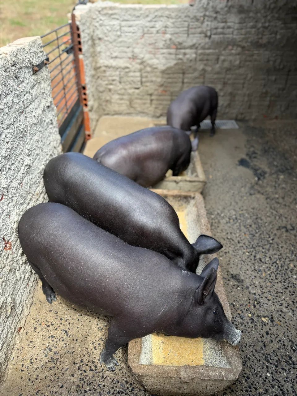 Porcos/ 4 femes marroas top no milho somente - Foto 3