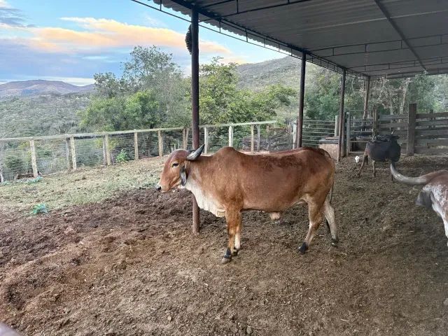 Leitoa e Vaca 