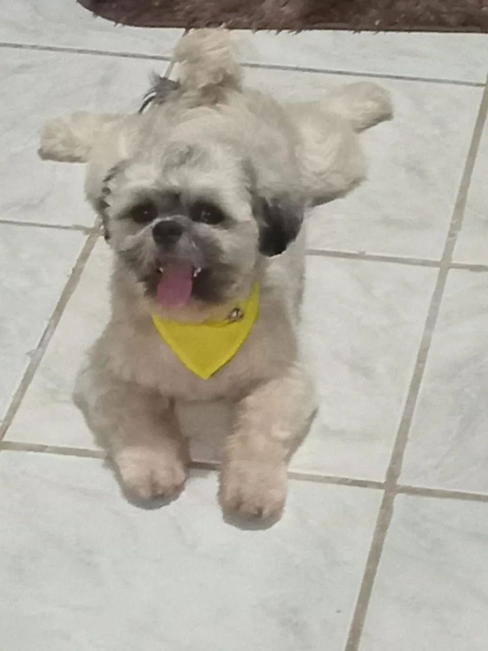 Vendo um cachorro shitzu macho
