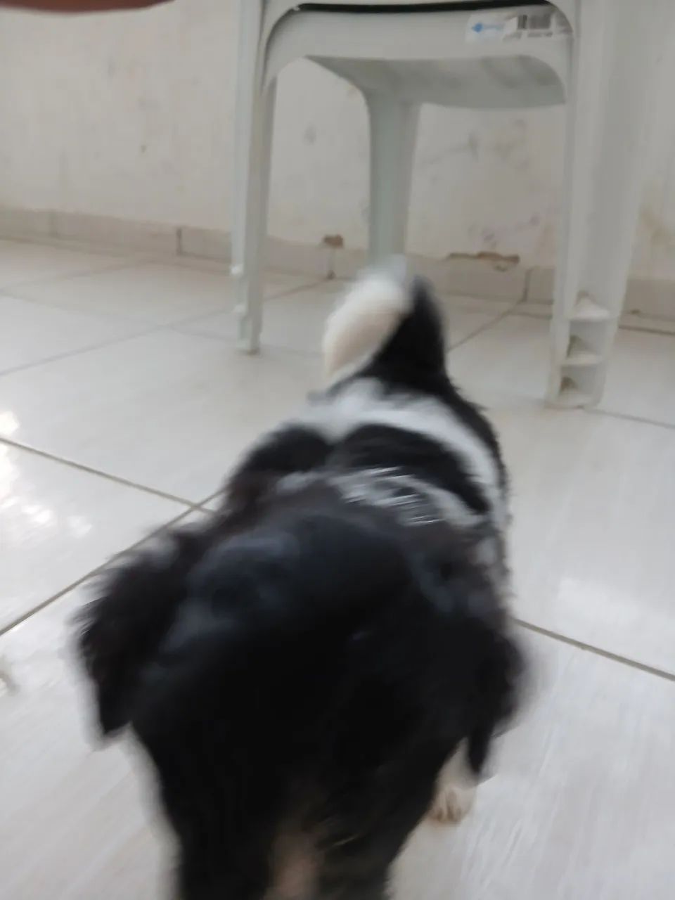 Lhasa apso + shitzu - Foto 2