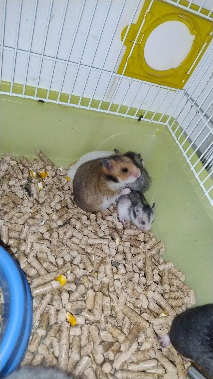 HAMSTER SIRIO  - Foto 2