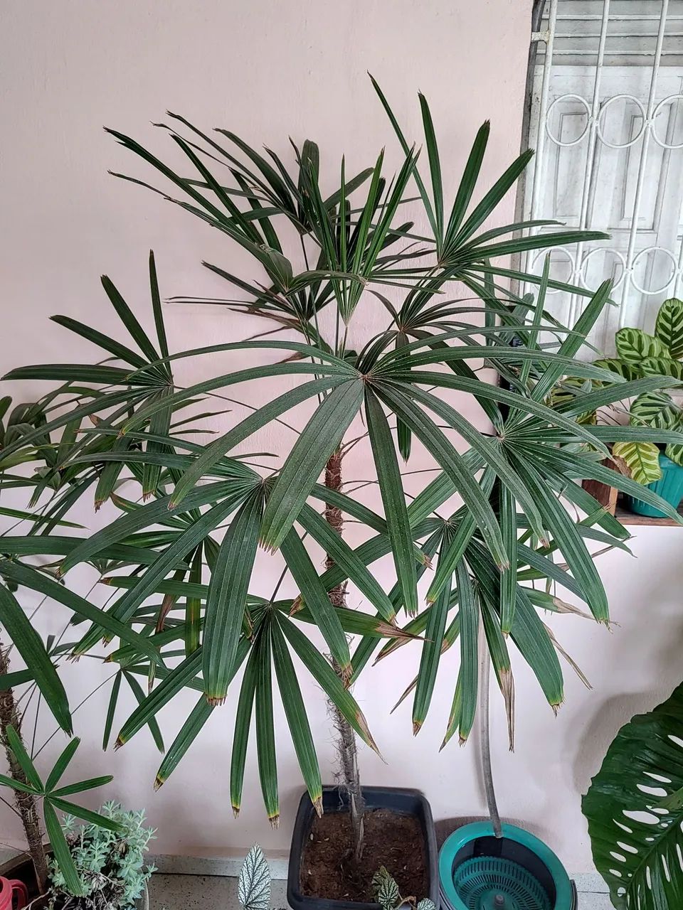 Palmeira raphis