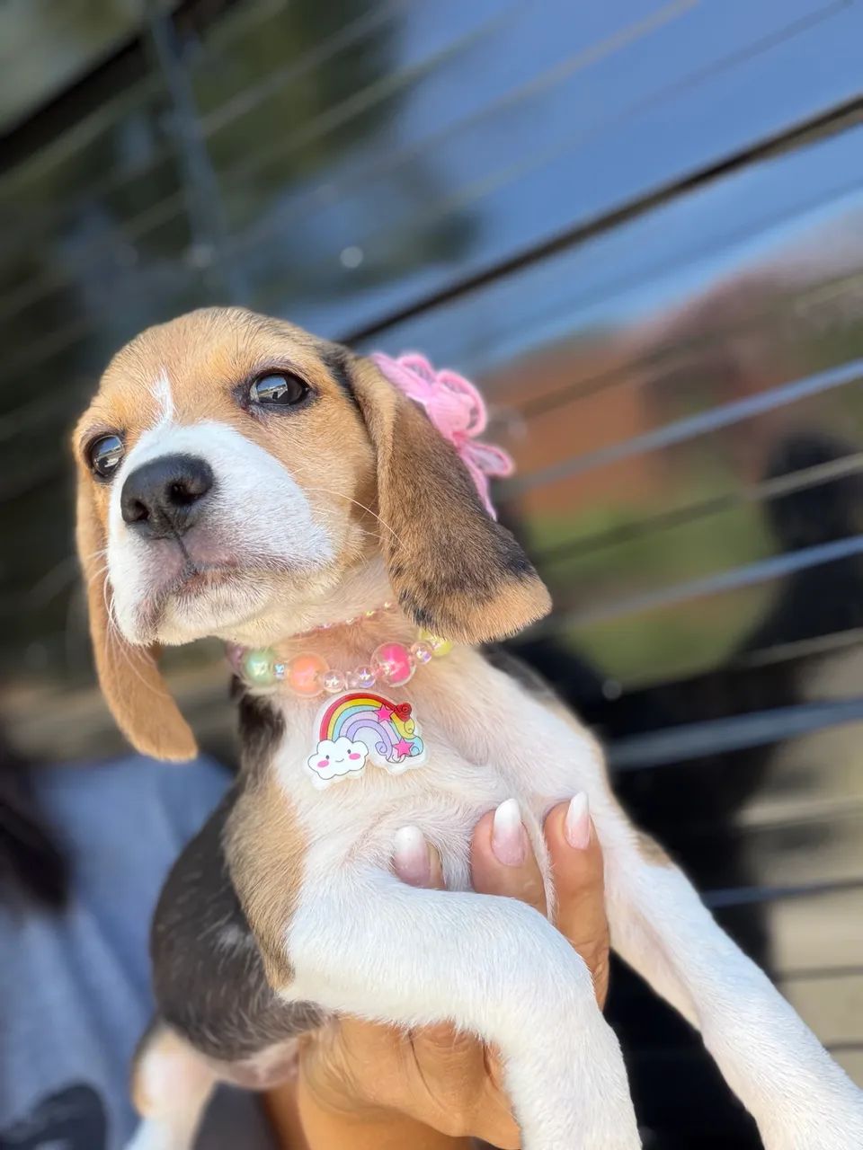 Beagle - Foto 4