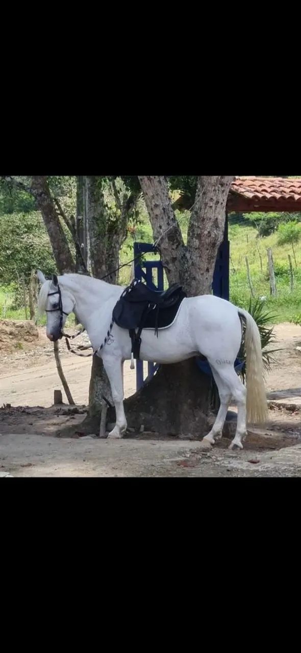 Cavalo mangalarga  - Foto 2