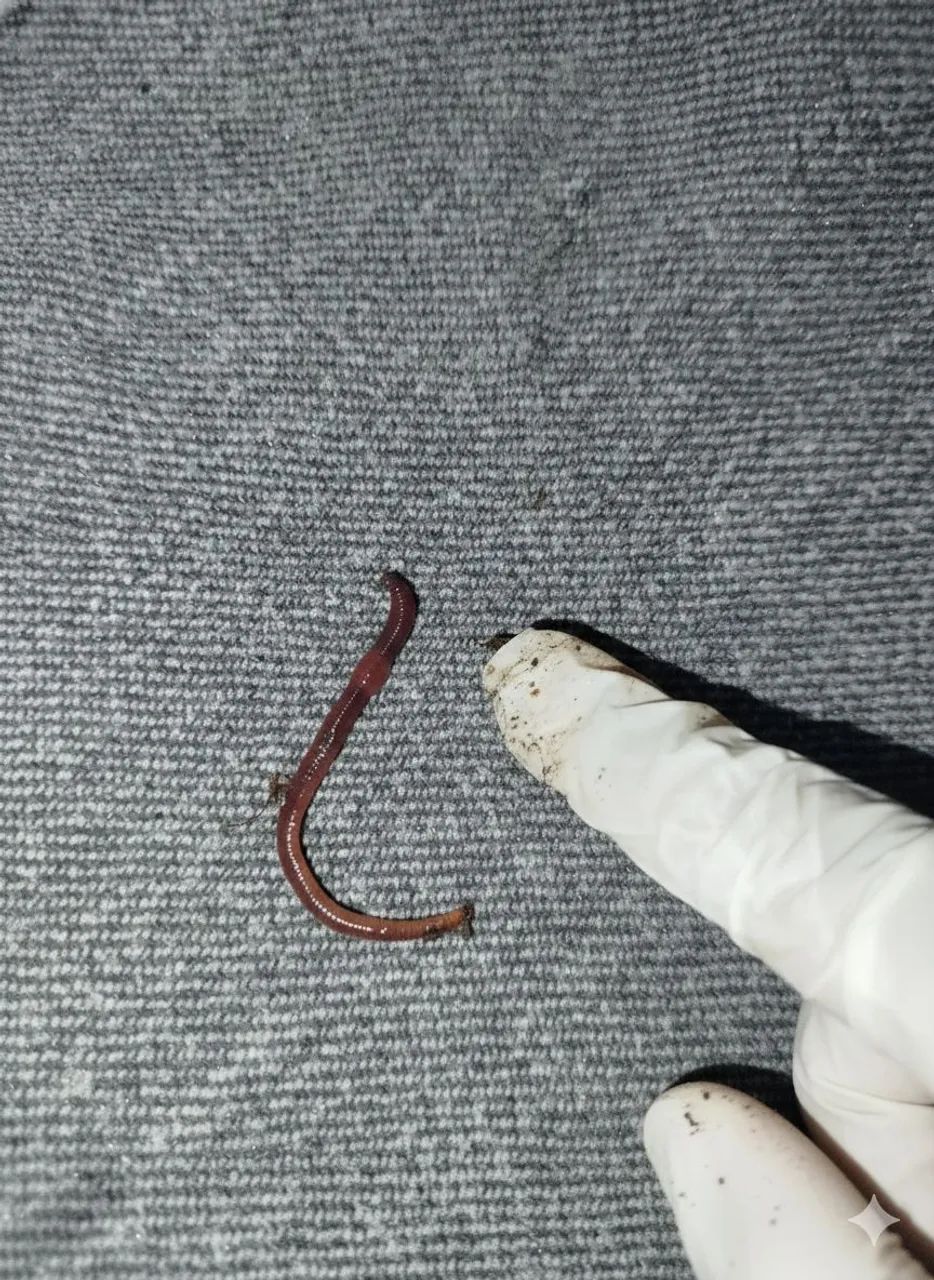 Minhocas Matrizes Premium Califórnianas - Foto 3