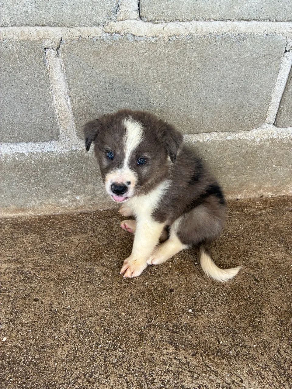 Border Collie LEGÍTIMO 