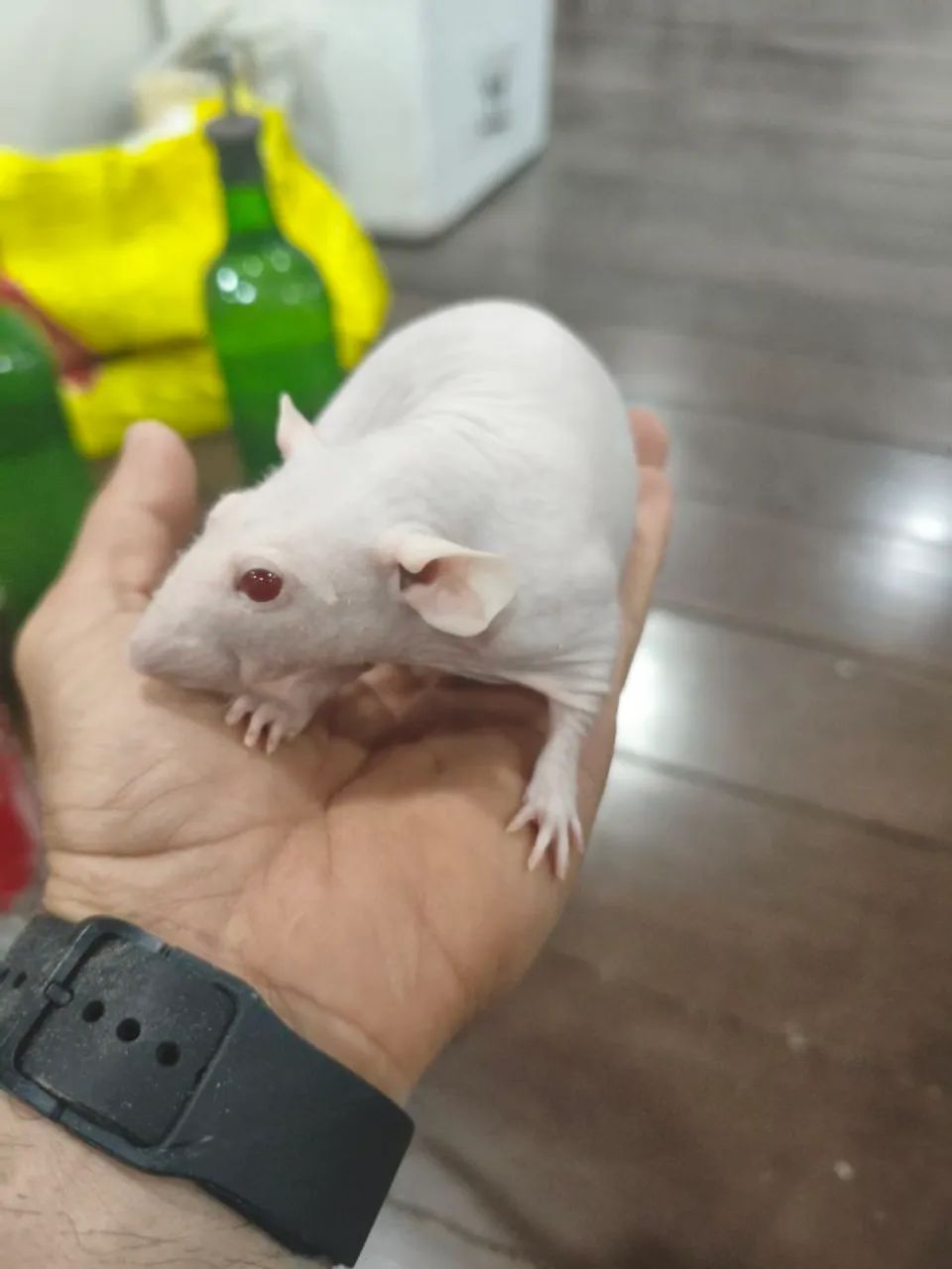 Twister/Mercol Hairless Dumbo