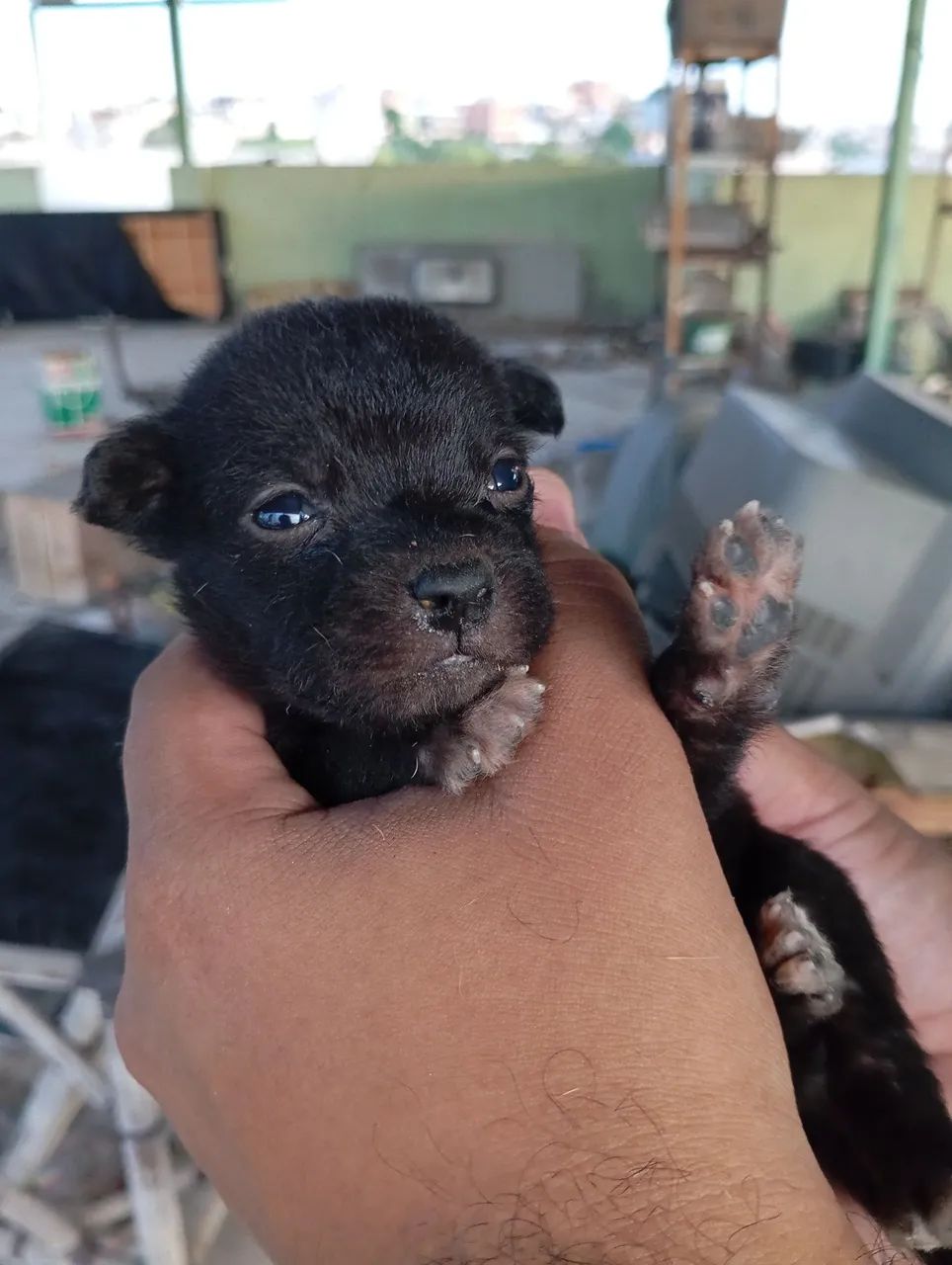 Filhotes de cachorro vira lata para adoção - Foto 3