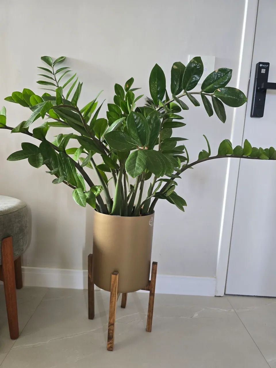  Zamioculca grande + vaso decorativo auto irrigavel plantiê