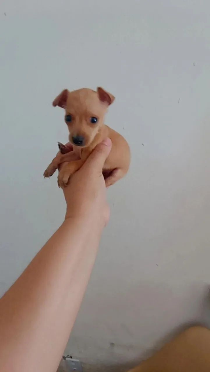 Pinscher zerinho macho - Foto 3