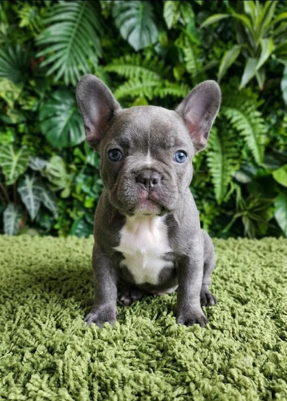 Buldogue francês  - Foto 2