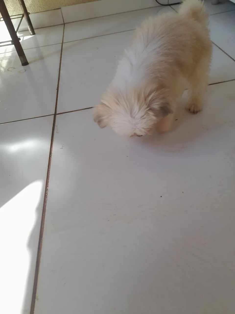 Lhasa apso - Foto 4
