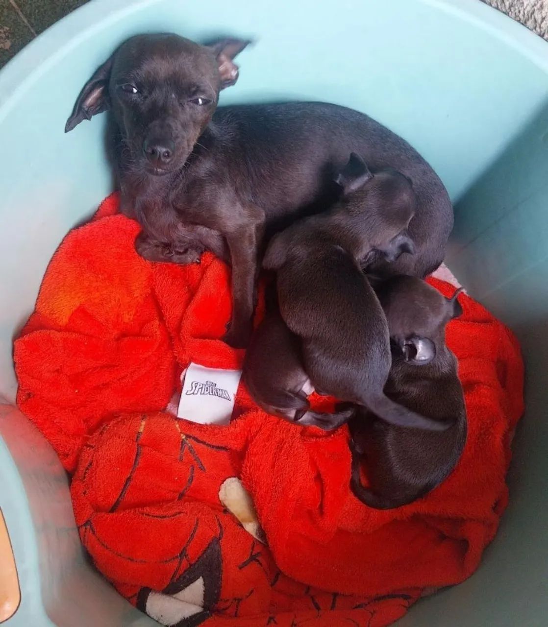 Pinscher  - Foto 5