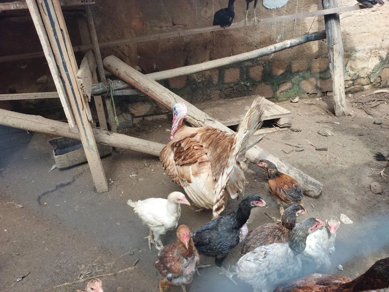 Casal de Perus - Foto 3