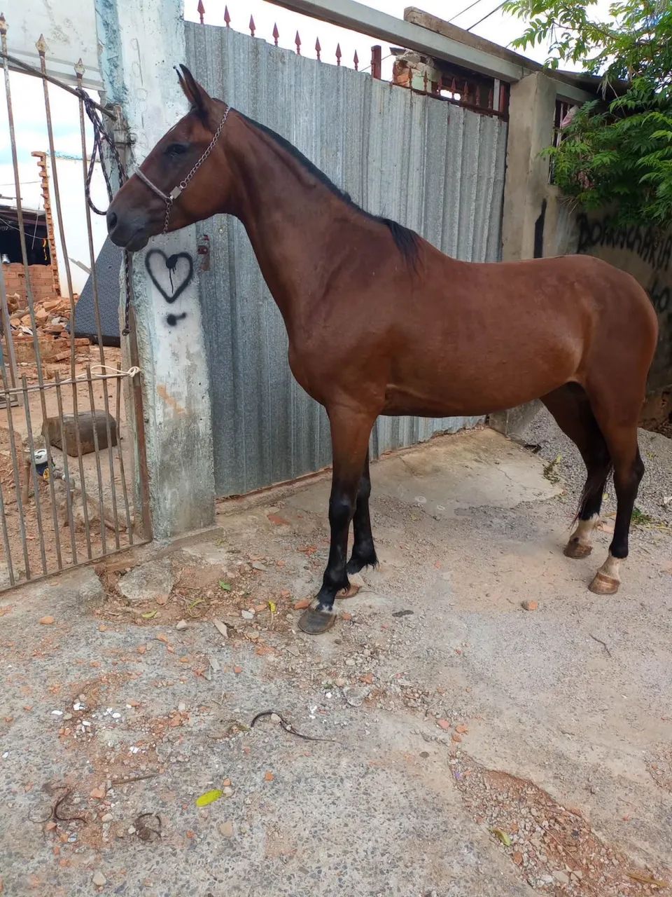 Cavalo marcha picada