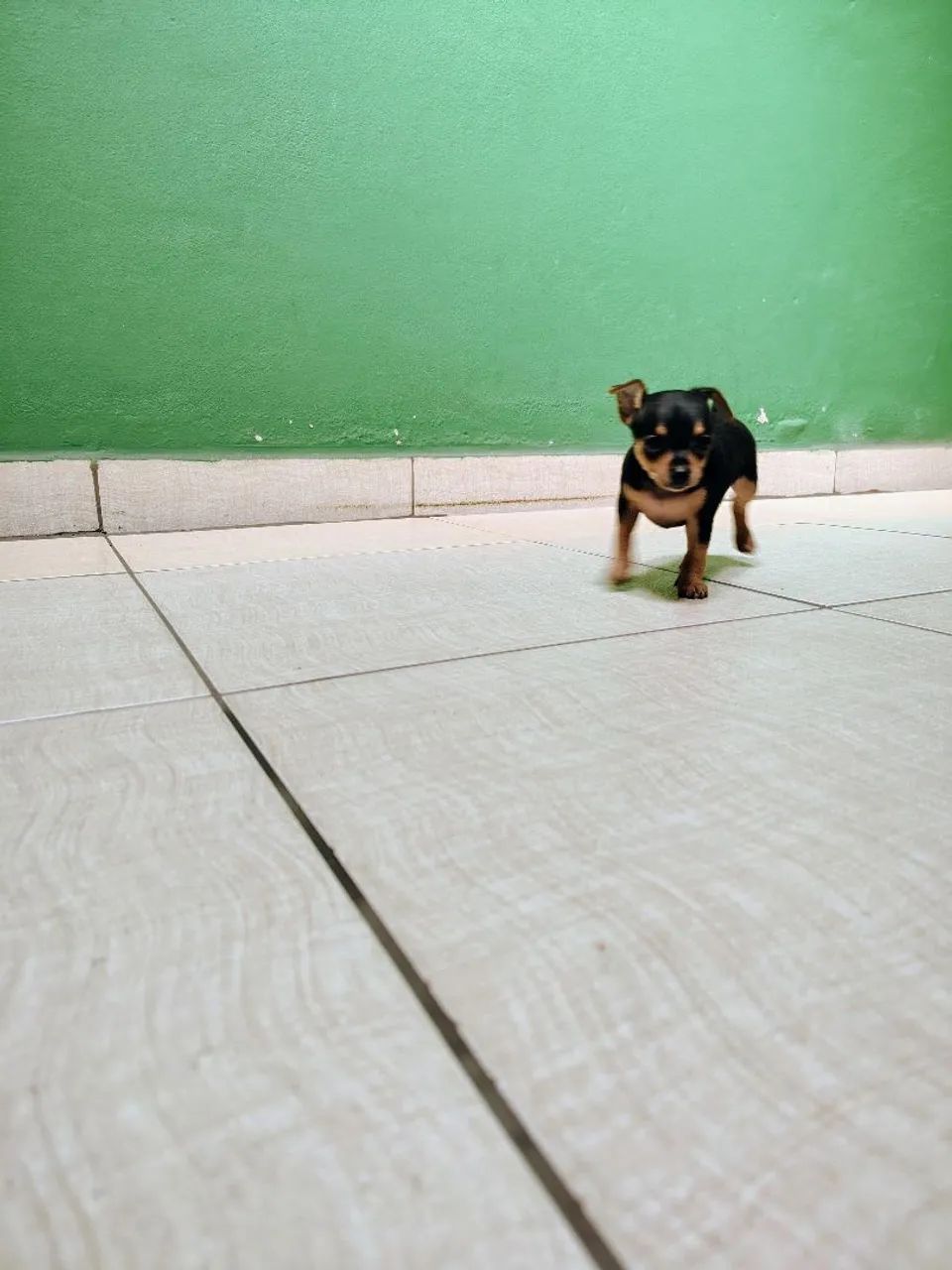 Pinscher mini - Foto 5