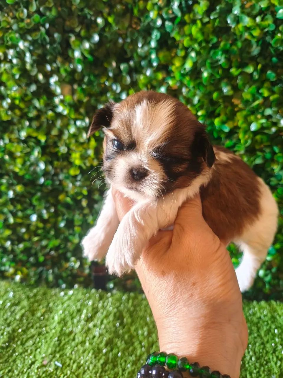 Shih Tzu macho micro  - Foto 2