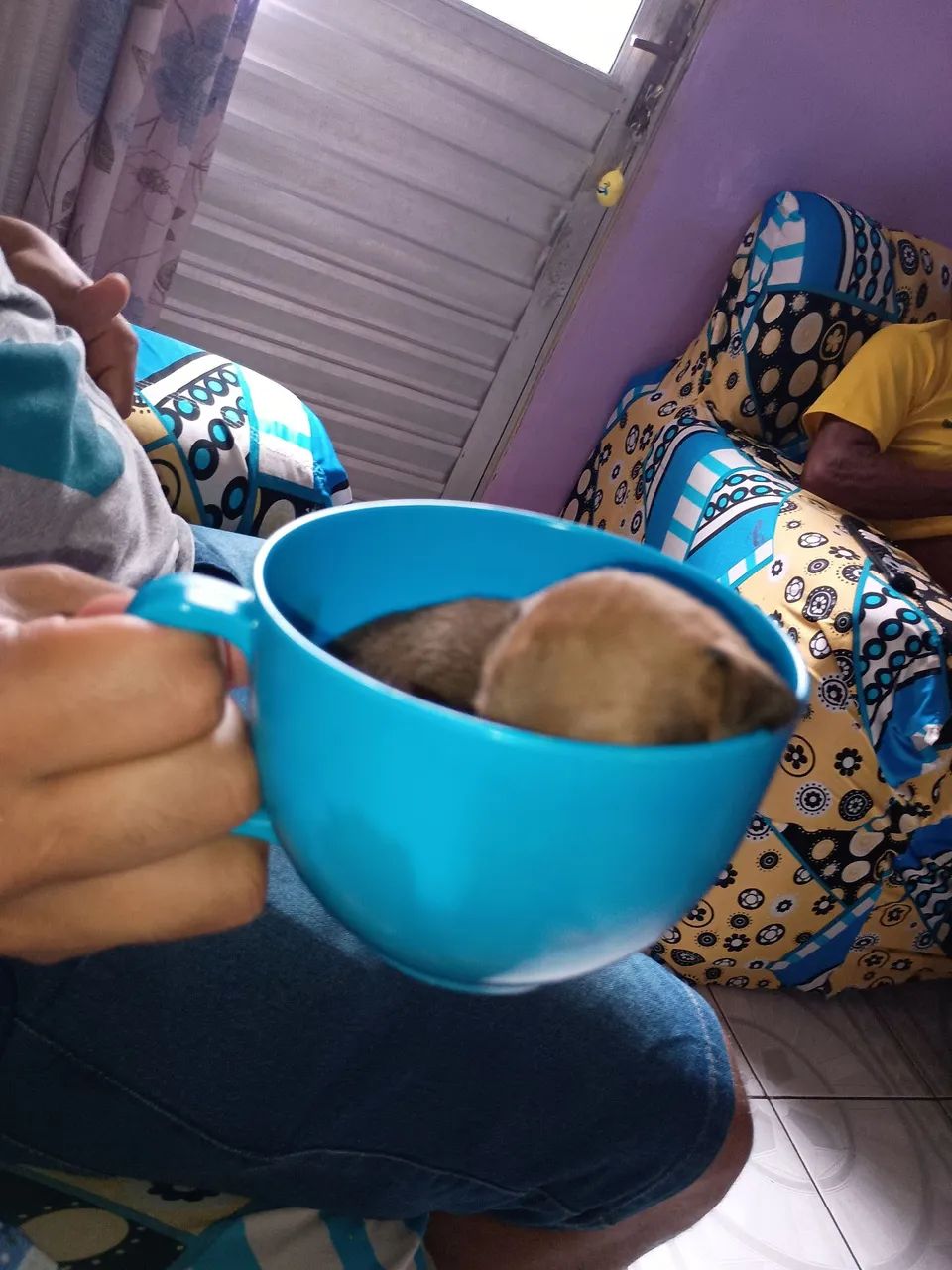 Cachorro Pincher   350,00 - Foto 2