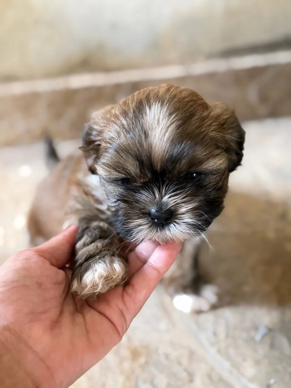 Shihtzu 