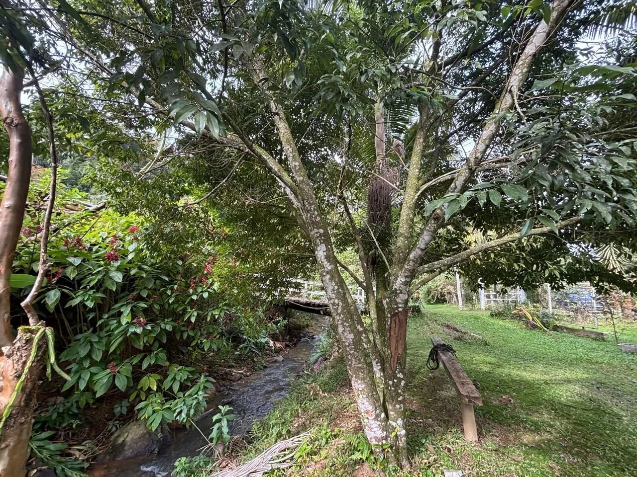 Sítio à venda em Águas Mornas SC - Foto 3