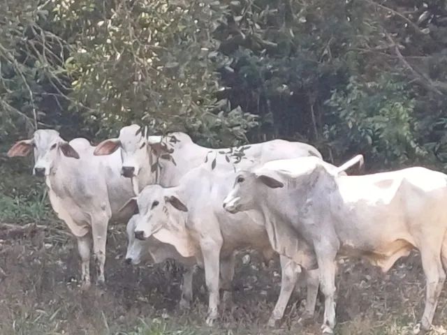 Gado Tabapuã - Foto 3