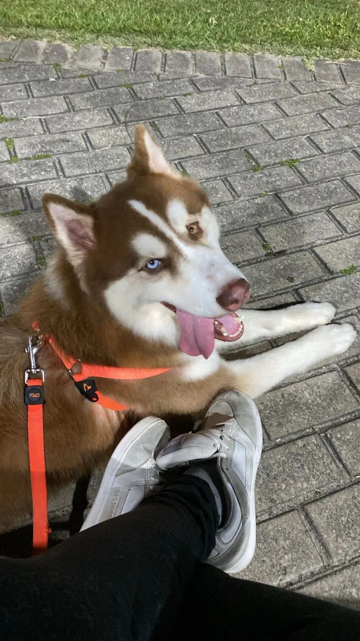 Husky para cruzar  - Foto 4