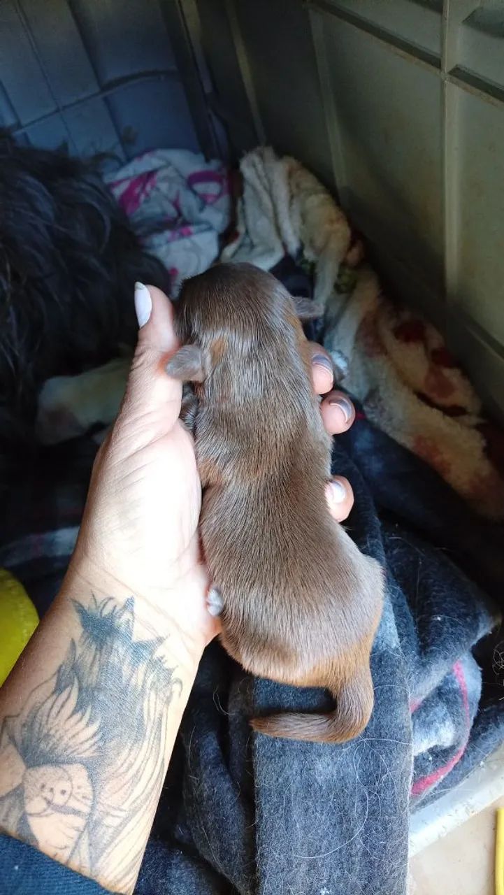 Cachorro  - Foto 2