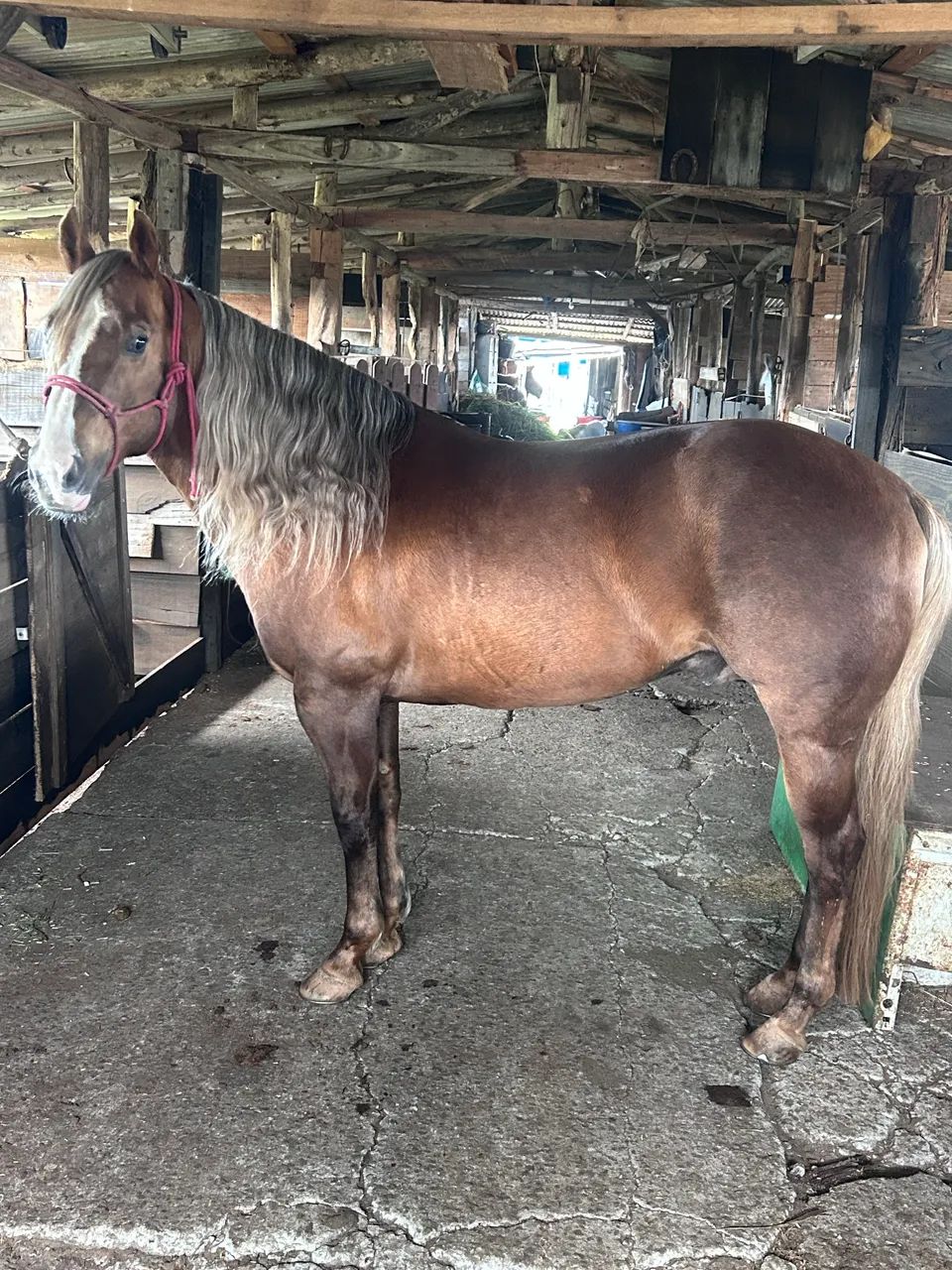Cavalo Quarto de Milha