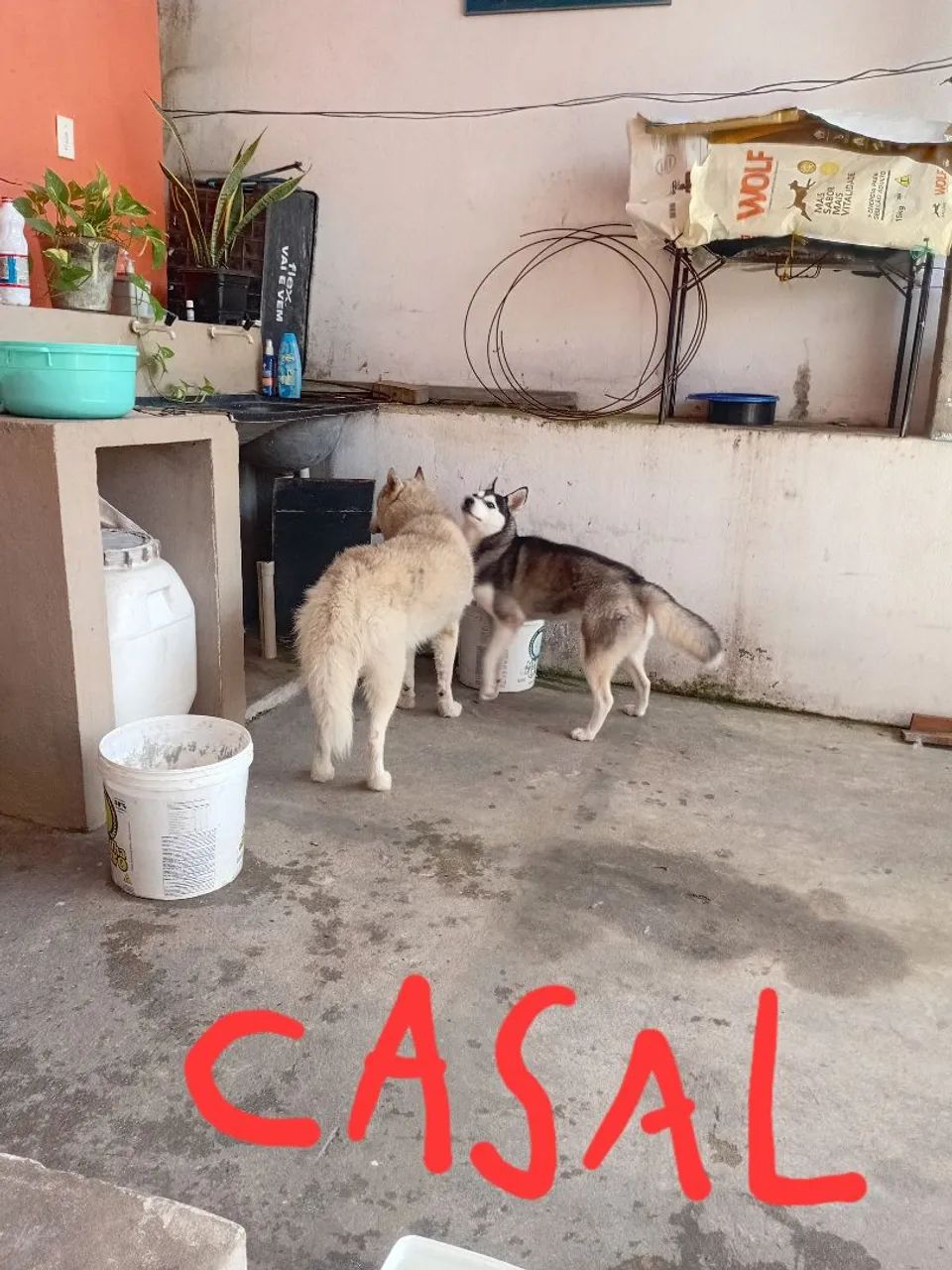 Husky siberiano  - Foto 3