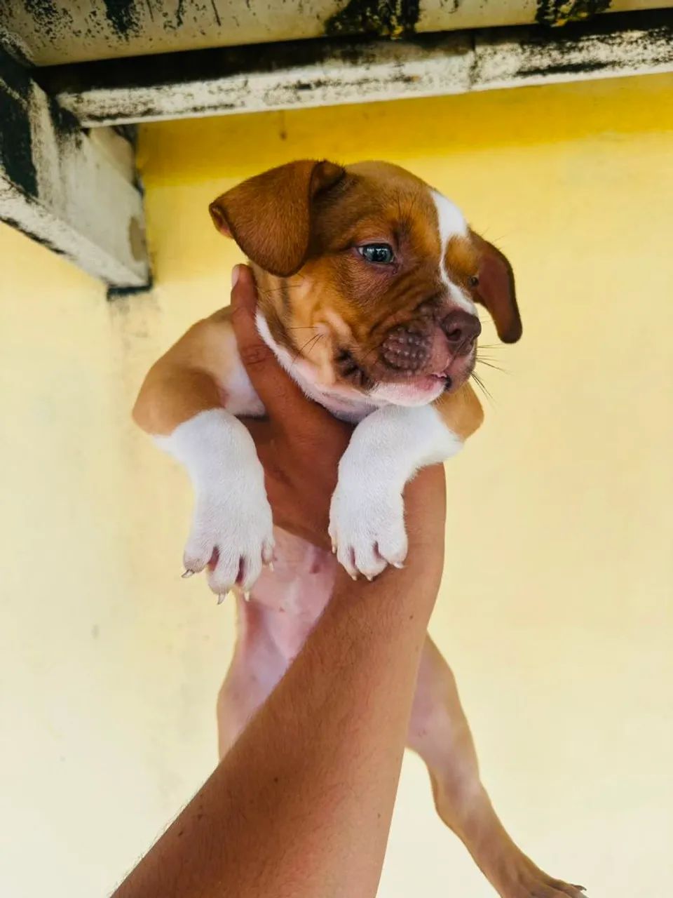 American bully