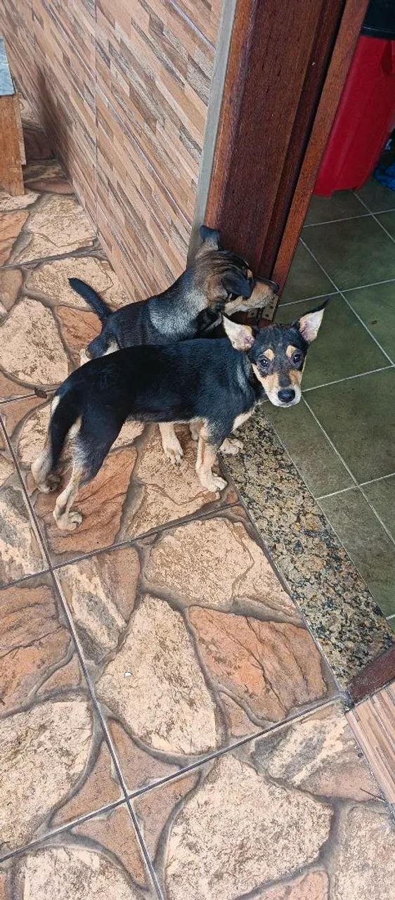 Doação de duas cadelinhas  - Foto 2