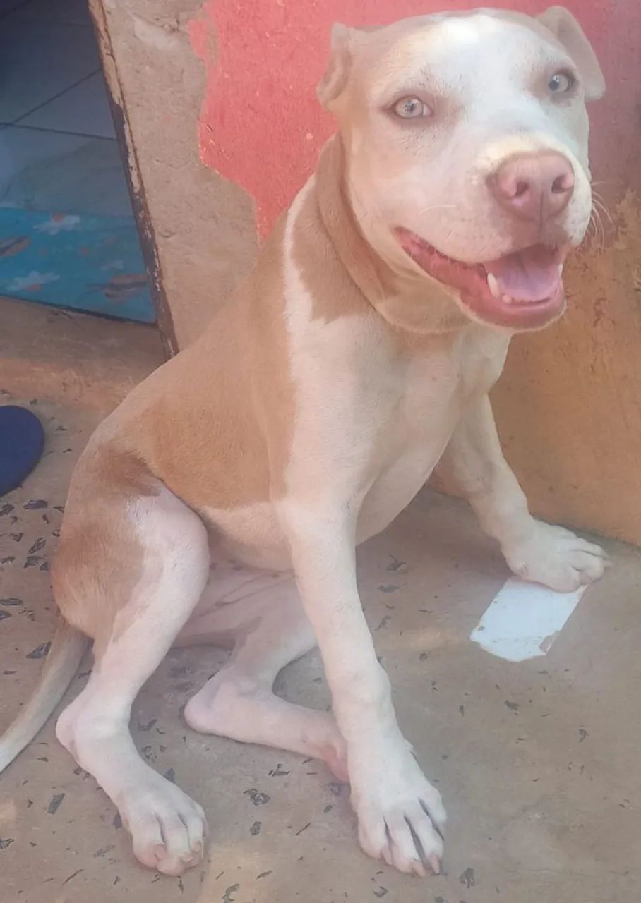 Cachorros  - Foto 5