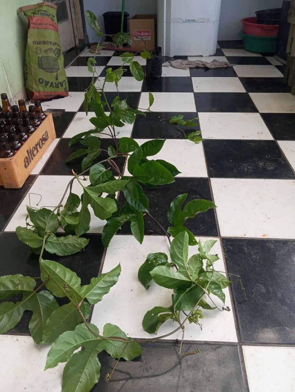 Muda maracujá , quase produzindo - Foto 3