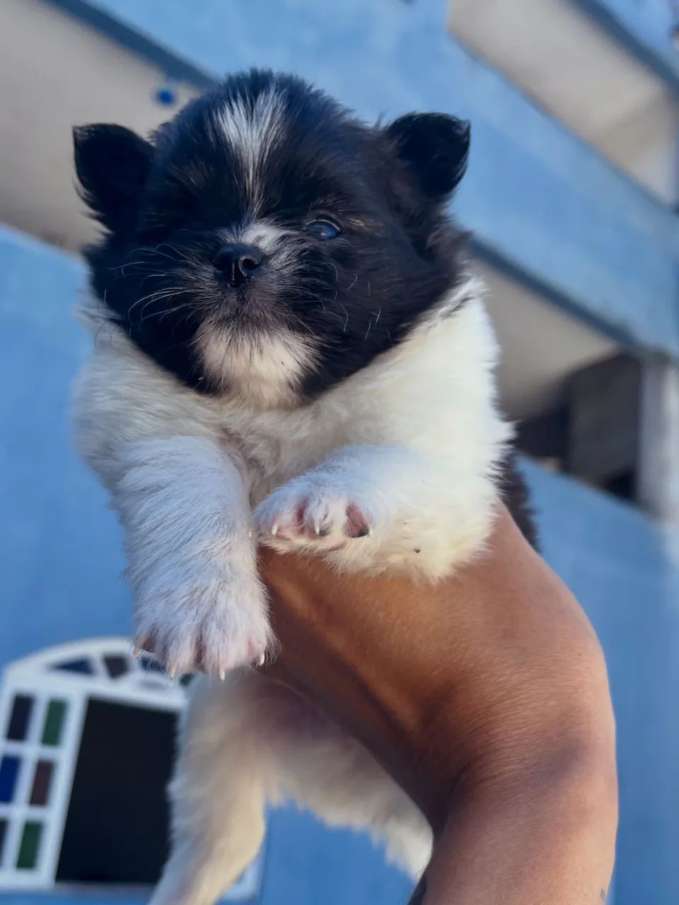 Spitz alemão anão  - Foto 3