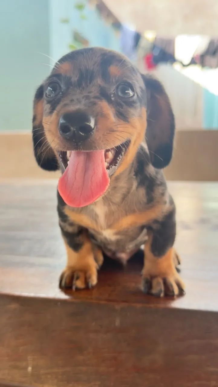 Dachshund macho  - Foto 5