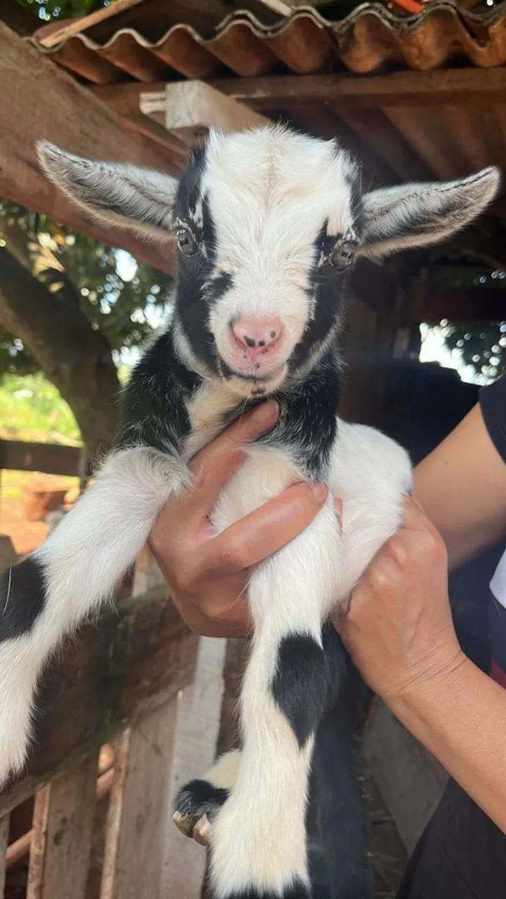 MINI CABRITO 