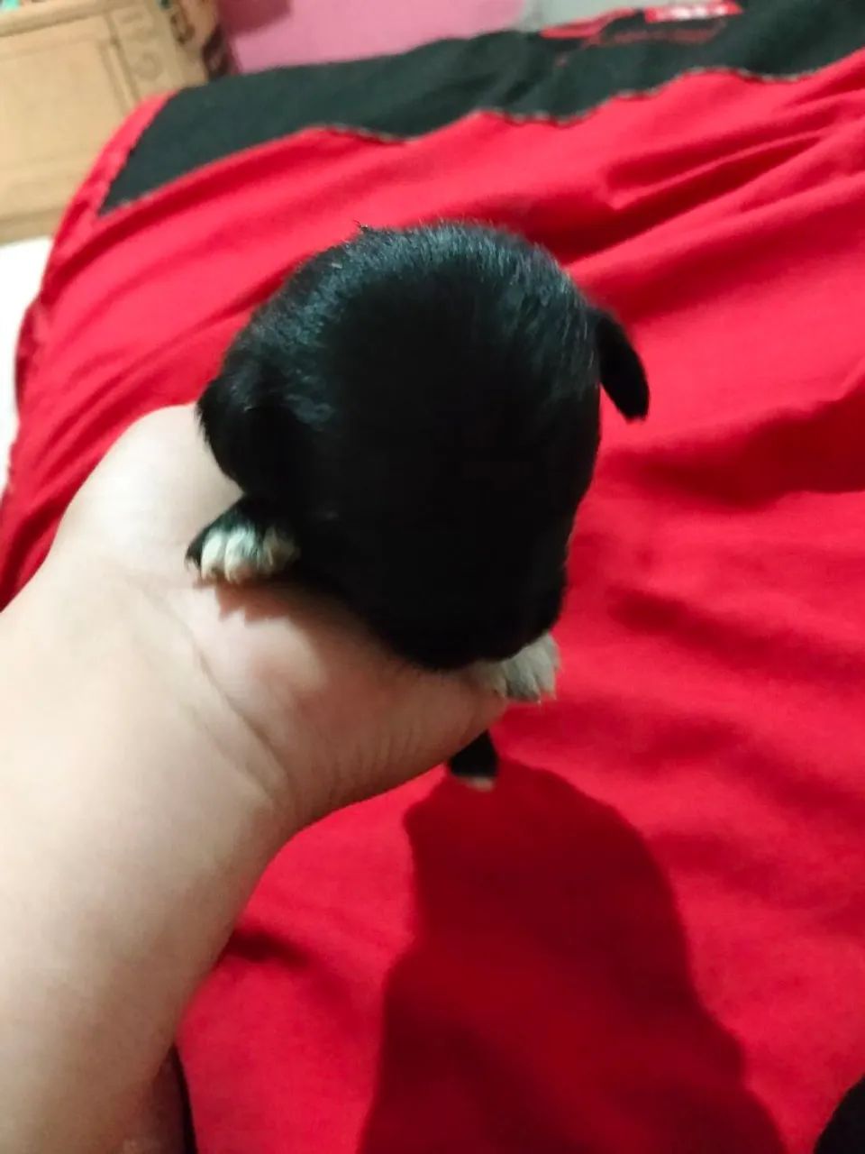 Casal de Lhasa Apso 
