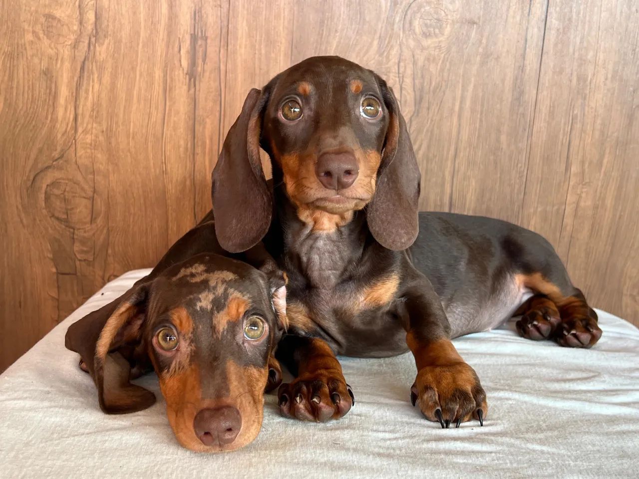 Vendo Dachshund - Foto 3
