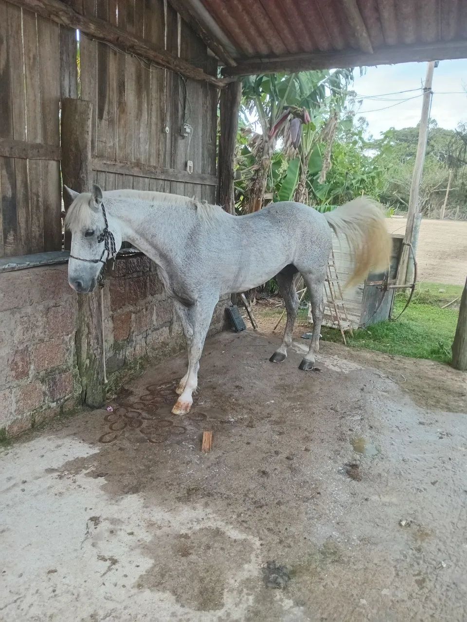 Cavalo crioulo - Foto 3