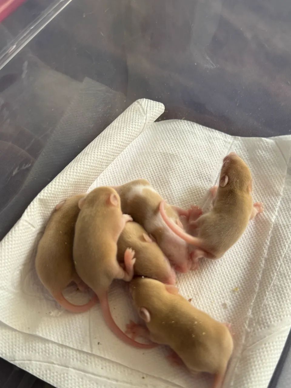 Camundongos- roedores para alimentação ou Pet  - Foto 2