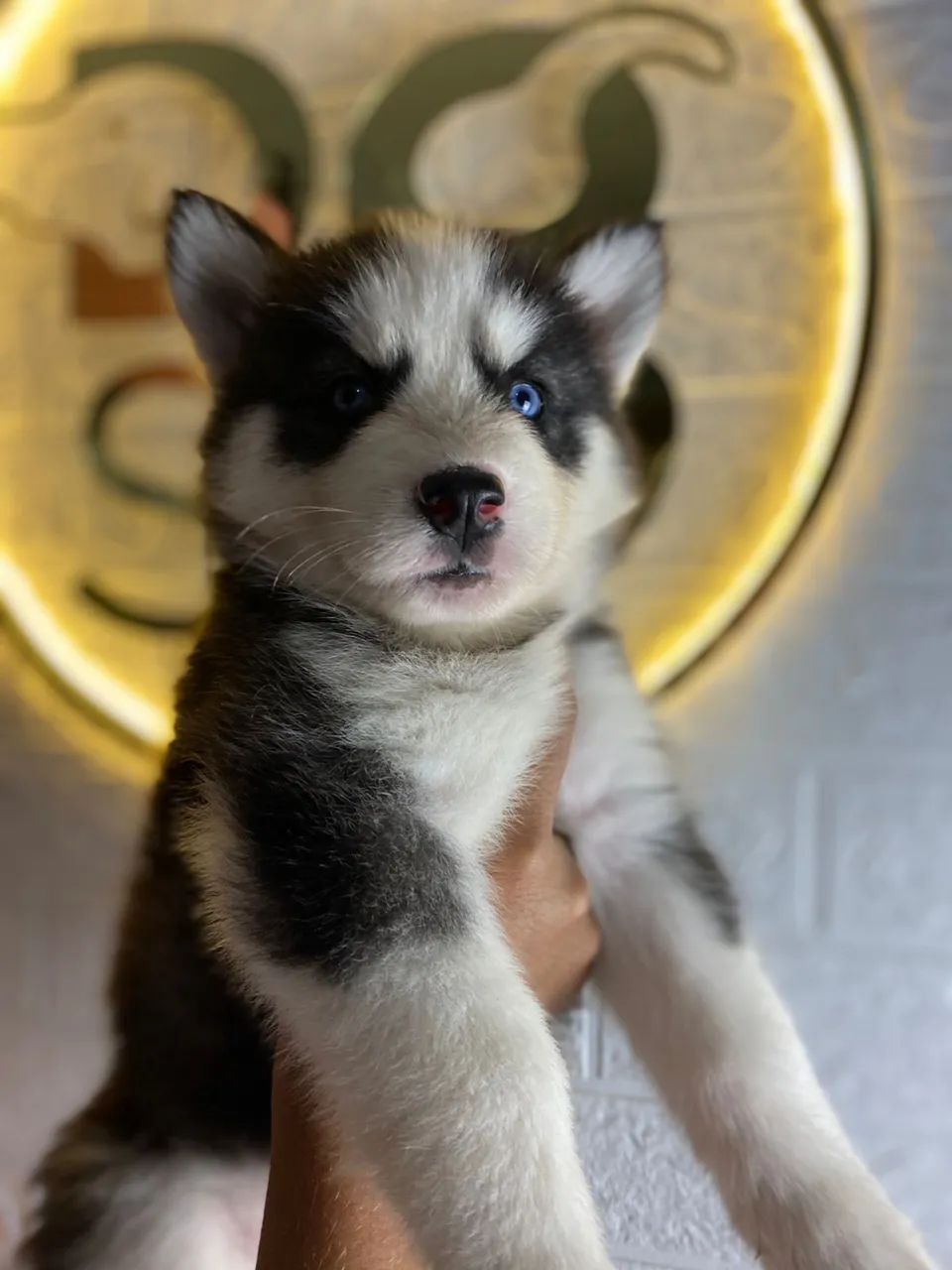 Husky siberiano  - Foto 2