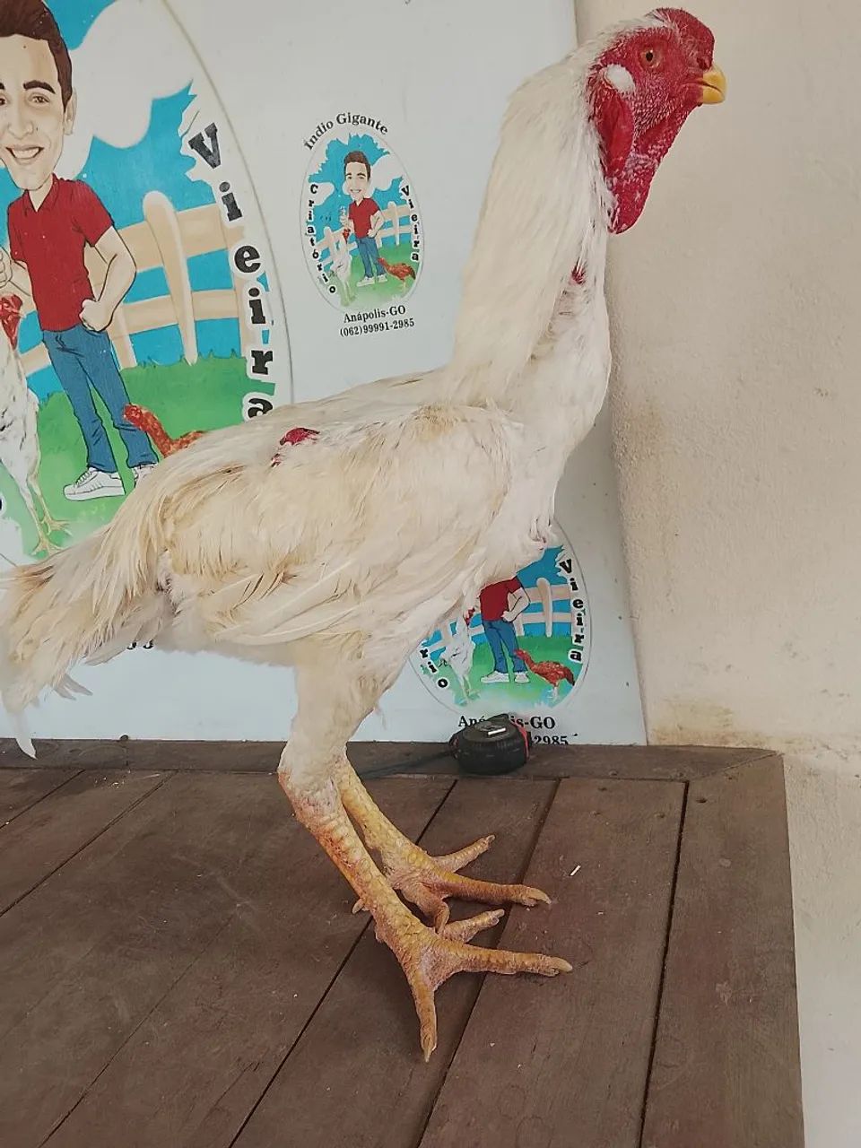 Índio gigante  - Foto 2
