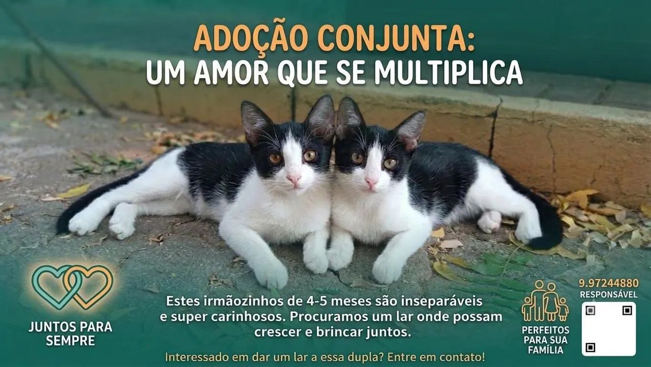Gatinhas para adoção dupla