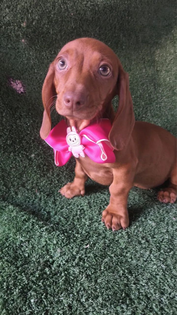 Basset  - Foto 4