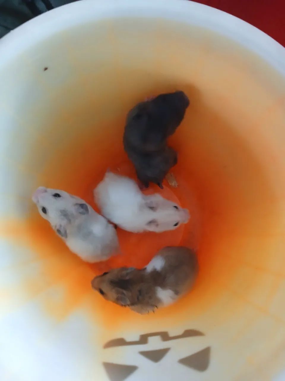 Vendo Hamster Sírio e Anão russo  - Foto 4