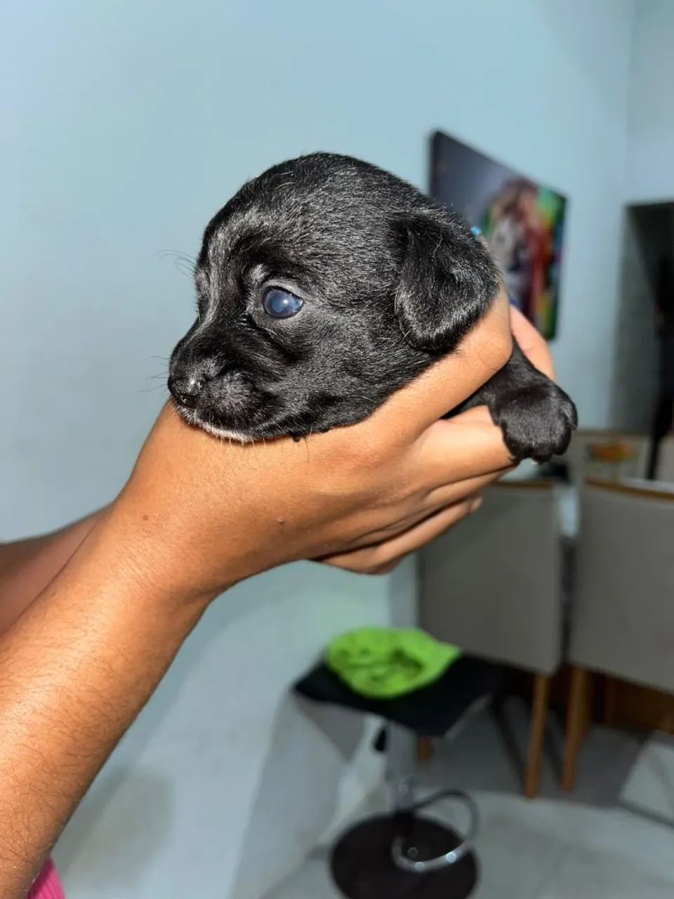 Vendo pinscher Tam.1 - Foto 3