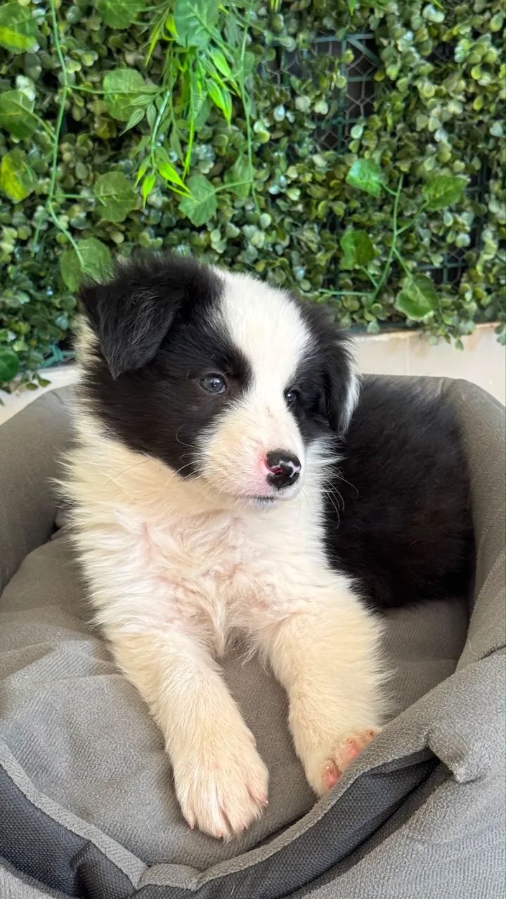 Border collie  - Foto 4