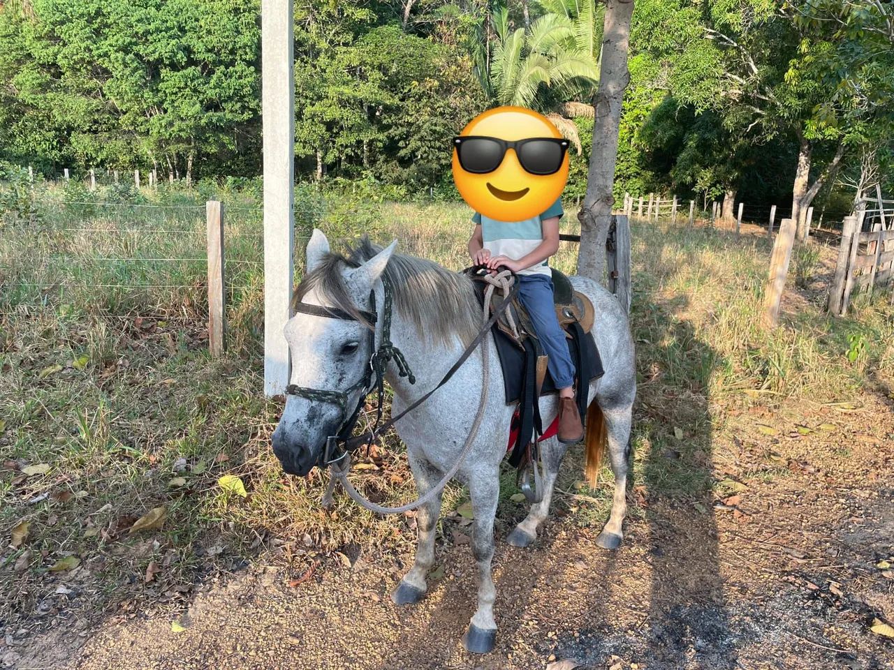 Cavalo Petiço  - Foto 3