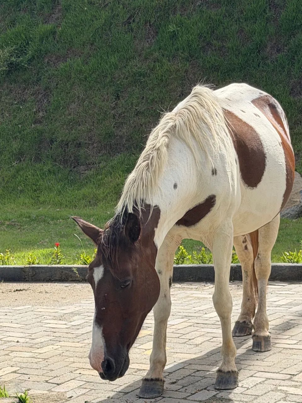 Éguas macha picada dócil 6anos 6conto - Foto 3
